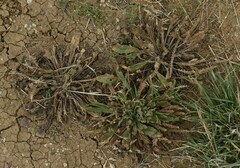 Plantago cunninghamii