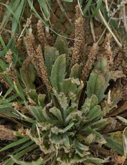 Plantago cunninghamii