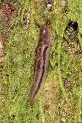 Limax maximus