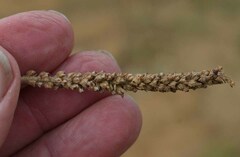 Plantago cunninghamii