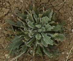 Plantago cunninghamii