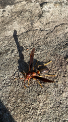 Polistes annularis