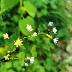 Thalictrum ichangense