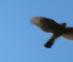 Accipiter virgatus