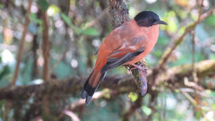 Heterophasia capistrata