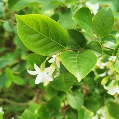 Styrax faberi