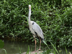 Ardea cinerea jouyi