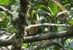 Zosterops palpebrosus