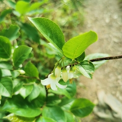 Styrax faberi