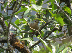 Yuhina gularis