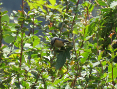 Sitta himalayensis