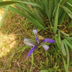 Iris lactea