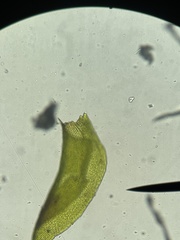 Cryphaea glomerata
