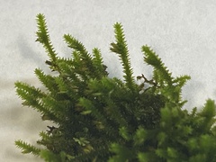 Cryphaea glomerata