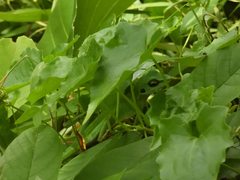 Bronchocela cristatella