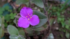 Tradescantia sillamontana