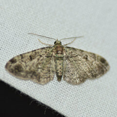 Pasiphila rectangulata