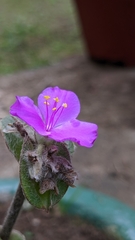 Tradescantia sillamontana