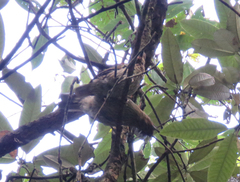 Grammatoptila striata