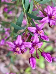 Boronia denticulata
