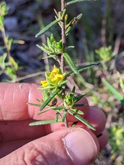 Hibbertia stricta