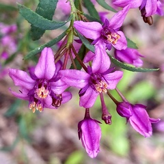 Boronia denticulata