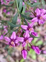 Boronia denticulata