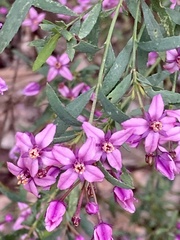 Boronia denticulata