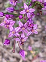 Boronia denticulata