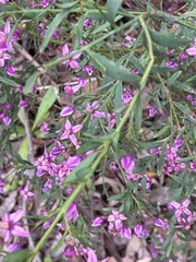 Boronia denticulata