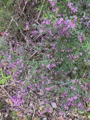 Boronia denticulata