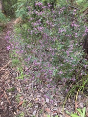 Boronia denticulata