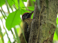 Picus vittatus