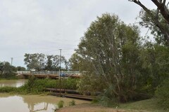 Melaleuca trichostachya