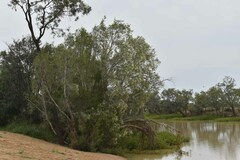 Melaleuca trichostachya