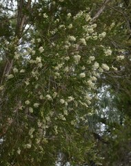 Melaleuca trichostachya
