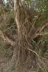 Melaleuca trichostachya