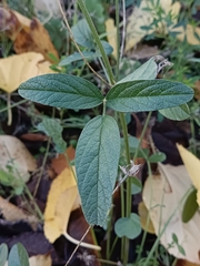 Bituminaria bituminosa