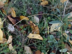 Bituminaria bituminosa