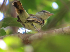 Pachyramphus marginatus