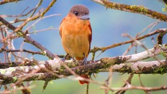 Pachyramphus validus