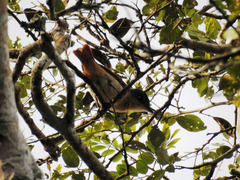 Pachyramphus validus