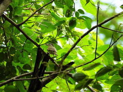 Pachyramphus polychopterus