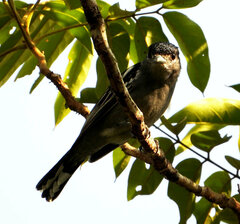 Pachyramphus polychopterus
