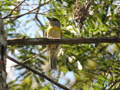 Pachyramphus viridis
