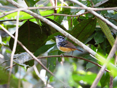 Hypocnemis ochrogyna