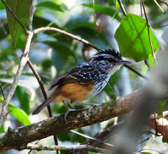 Hypocnemis ochrogyna