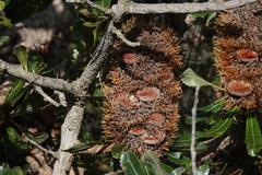 Banksia serrata
