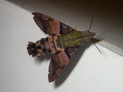 Macroglossum faro