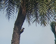 Chrysocolaptes festivus